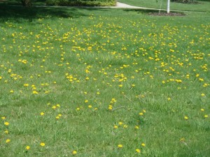 Springtime Grass