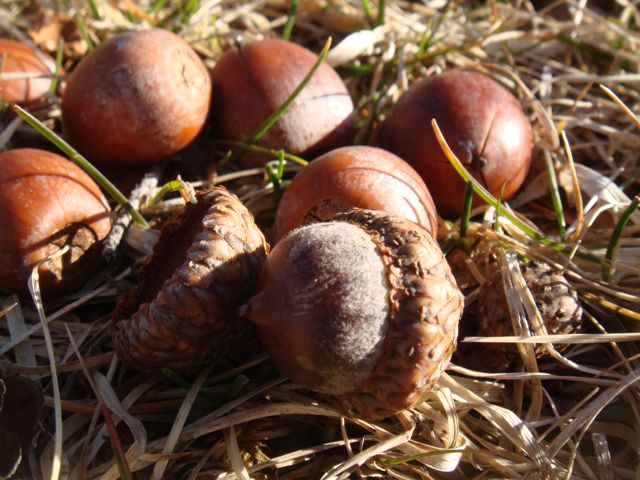 Guess What This Acorn Wants To Be