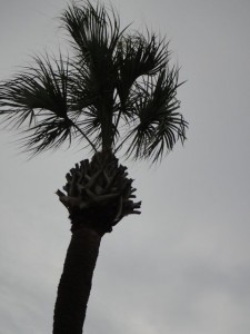 Hurricane Cut On Florida State Tree