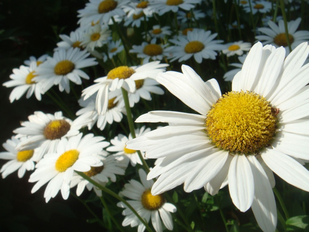 Daisies