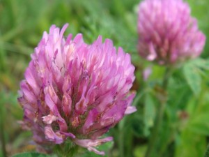 As Simple As Common Clover