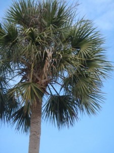 Florida State Tree