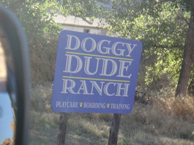 doggy dude ranch