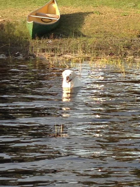 photo of yellow Lab sitting in shoulder deep water