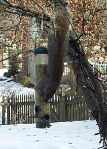 Squirrel eating from bird feeder