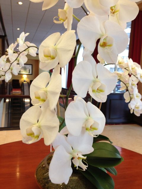 White orchids in Sheraton lobby