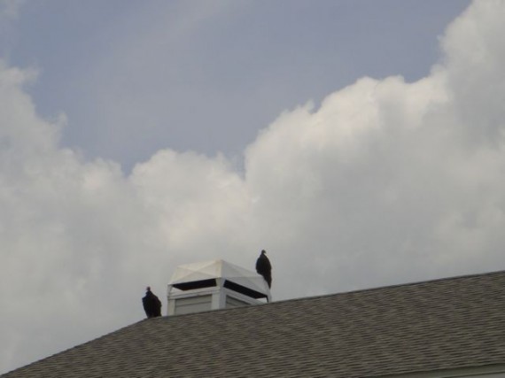 Two vultures on Florida home chimney