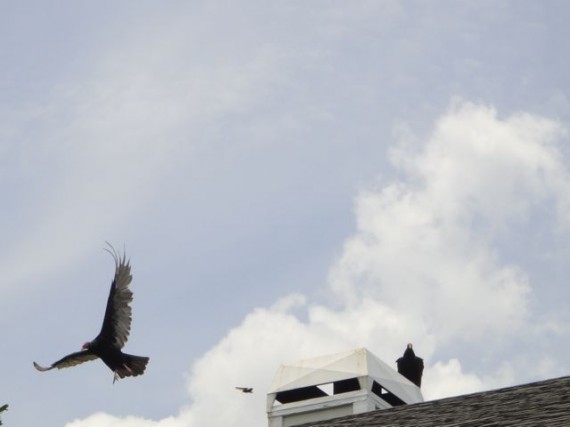 Two vultures on Florida home chimney