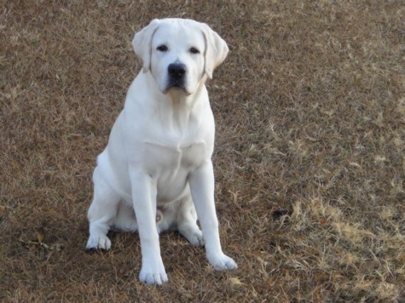 Young white Lab pup sitting at attention