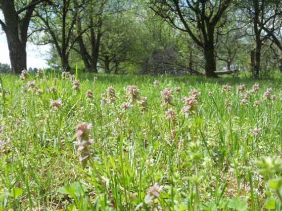 Field of Pennsylvania wildflowers