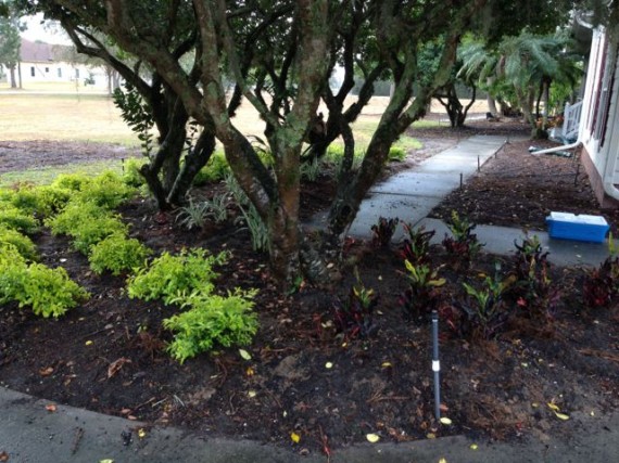 Freashly planted Florida homeowner landscape