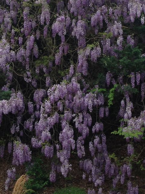 Blooming Wisteria in North Carolina