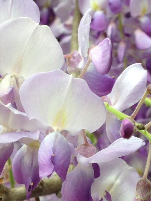 Close up of Wisteria vine flowers