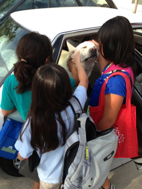 Lab in car surrounded by children
