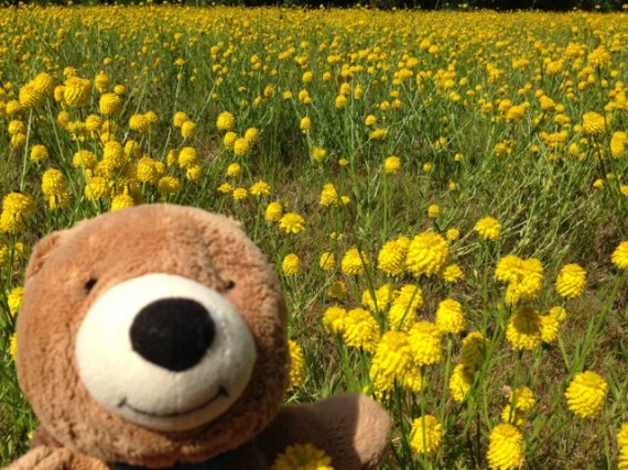 Teddy Bear in a meadow of yellow Florida wildflowers