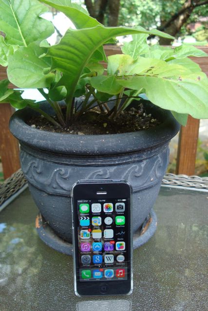 iPhone next to flower pot