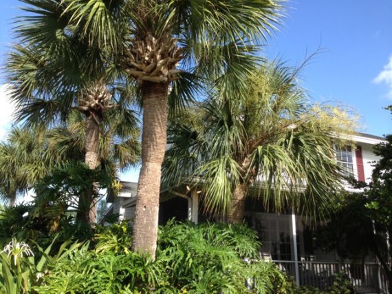 Central Florida homeowner tropical landscape