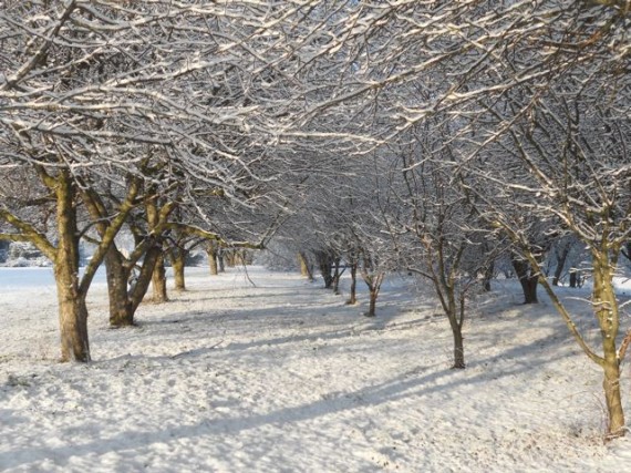 Winter falls upon the Orchard, confirming it is now time to rest