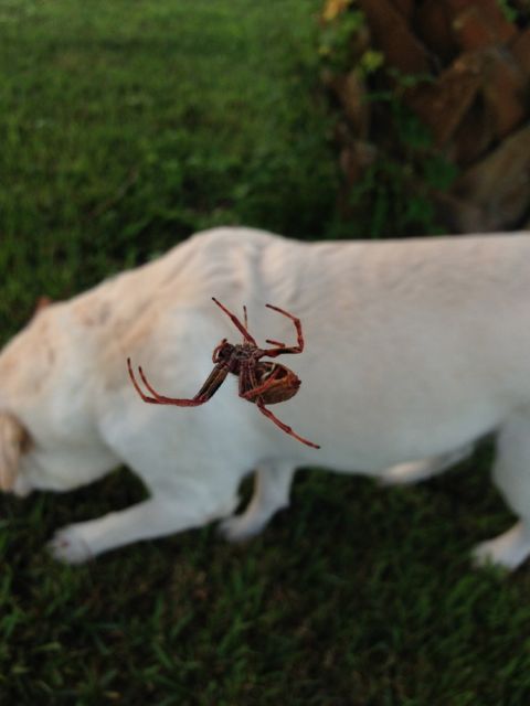 closeup spider photo with white lab in background