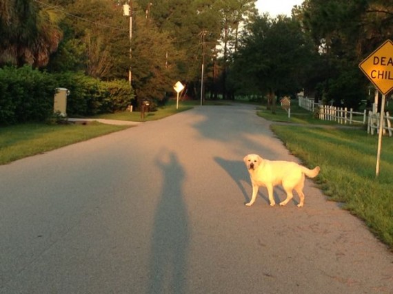 White Lab in street at sunrise