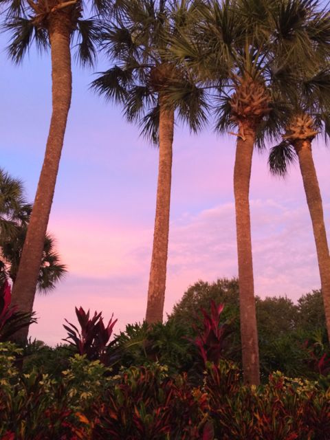Orlando palm trees