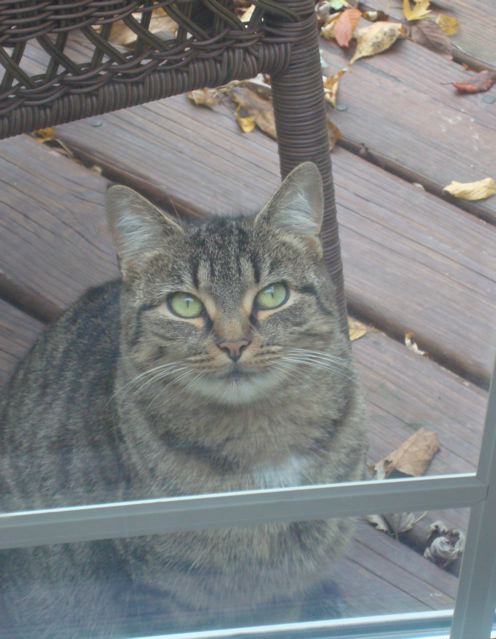 Feral cat in York, Pennsylvania