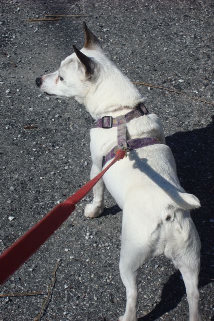 15-year old dog is enthusiastic about walks