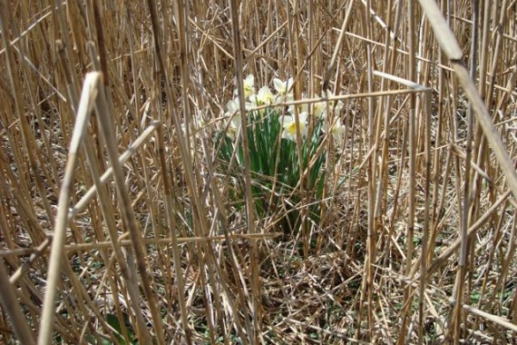 daffodils in the marsh