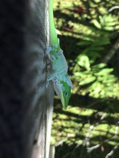 Florida Chameleon shedding it's skin