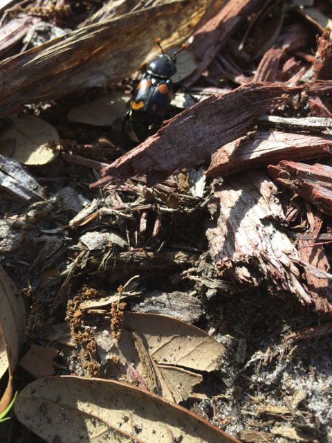 Small Florida bug black with red markings