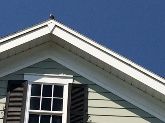 Florida Mockingbird on rooftop