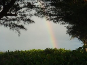 Rainbow through the trees at Sanibel Island