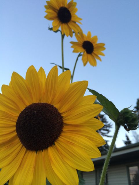 Colorado State Sunflowers