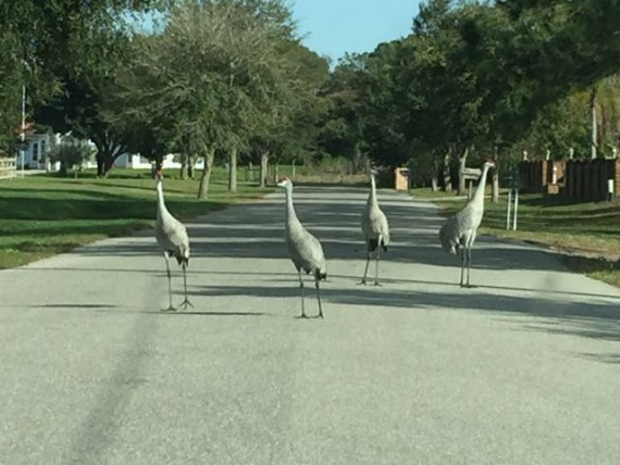 Four Florida Sand Hill Cranes in street