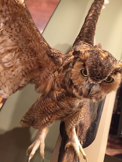 Owl taxidermy display in Nature preserve