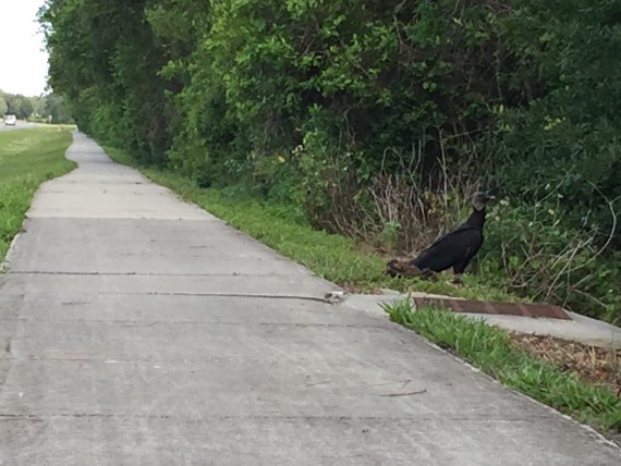 Vulture on sidewalk