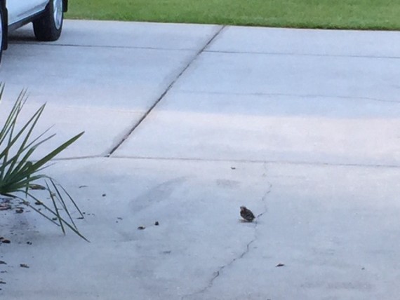 Baby bird on driveway in Florida