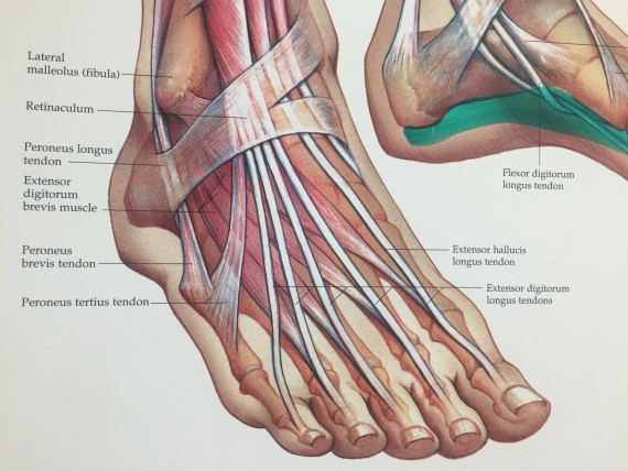 Doctor's office foot chart