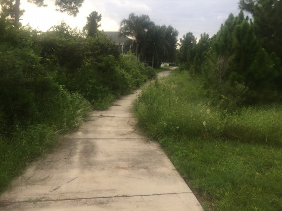 Orange County Florida overgrown sidewalk