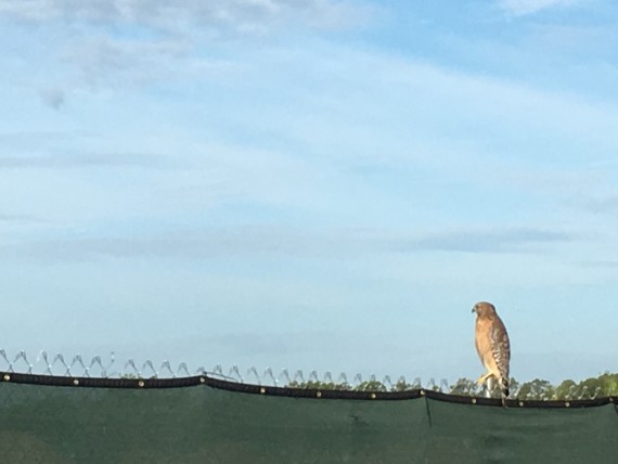 Florida hawk on a fence
