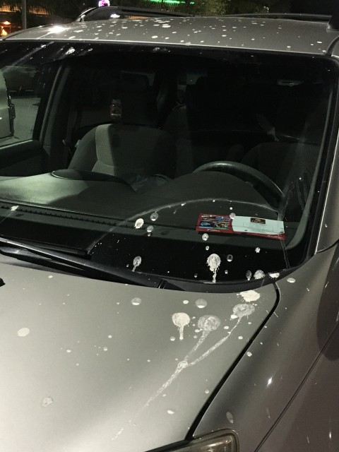 Bird poop on car