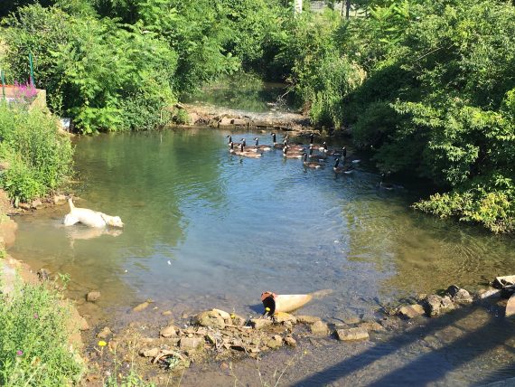 Yellow Lab in stream with Geese