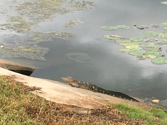 Florida alligator in retention pond