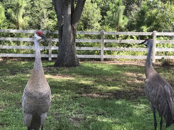 Sand Hill Cranes in yard