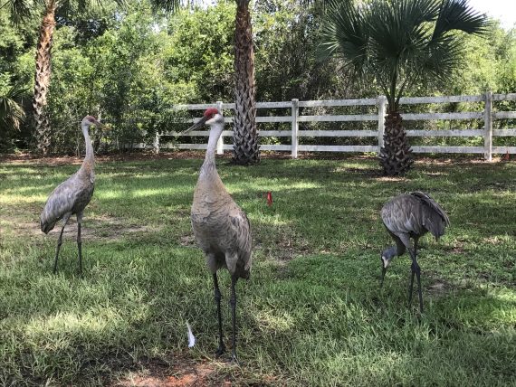 Sand Hill Cranes