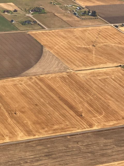 Golden wheat fields