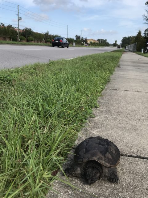 turtle on Florida sidewalk