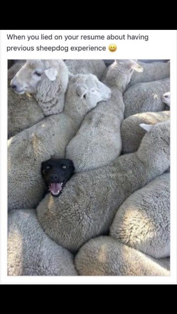 funny dog photo with sheep