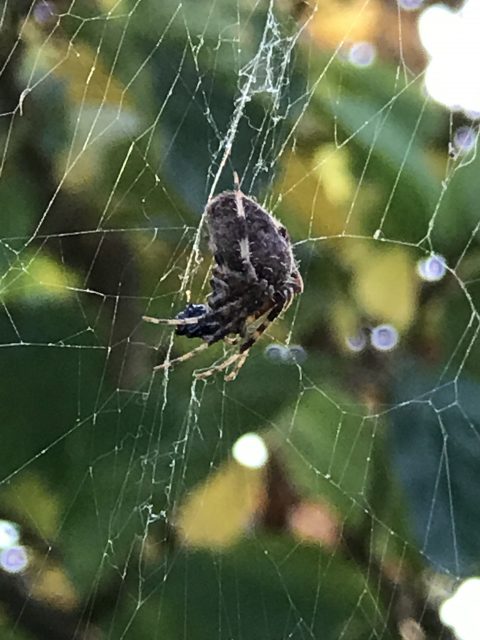 spider and spider web