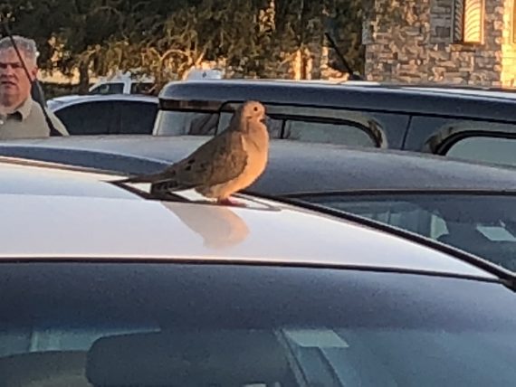 Dove on car